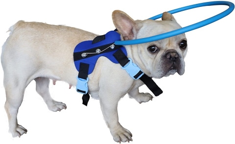 HQSLC Blind Dog Harness