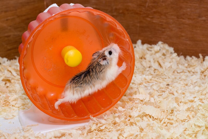 Why Do Hamsters Run on Wheels? 2 Potential Reasons & Vet Tips (Vet