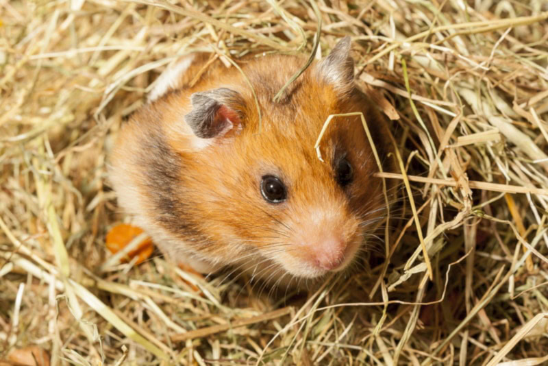 Can Hamsters Eat Papaya Vet Approved Nutrition Facts PangoVet