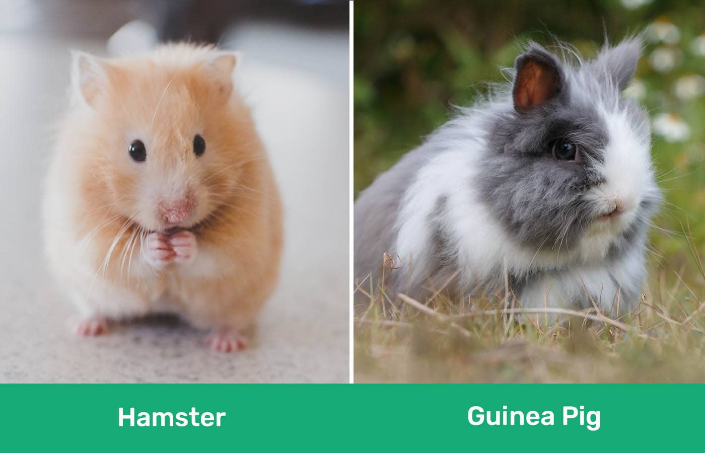 Hamster vs. Guinea Pig Key Differences (With Pictures) PangoVet