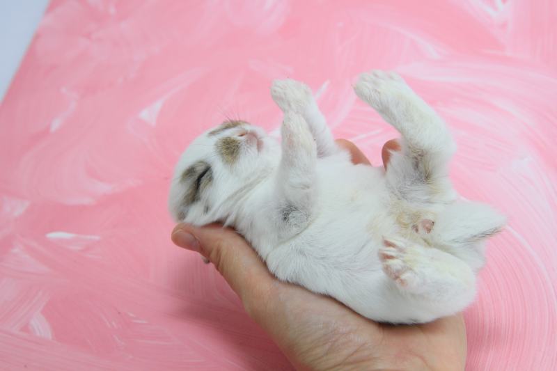 Hand holds baby white rabbit