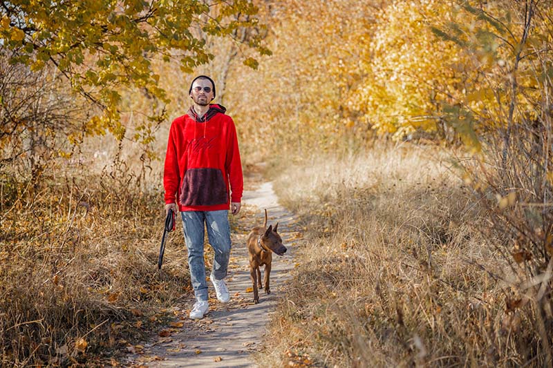 How Often Should You Walk Your Dog? Our Vet Explains