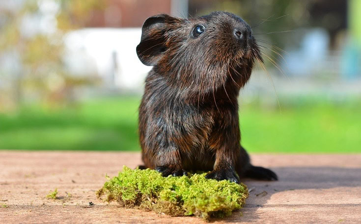 Can Guinea Pigs Eat Brussels Sprouts What You Need to Know PangoVet