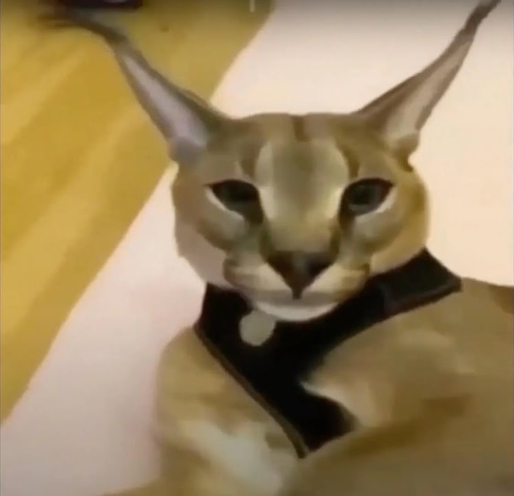 Heckercat from Beluga Cinematic Universe