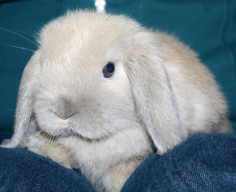 30 Holland Lop Rabbit Colors (with Pictures) PangoVet