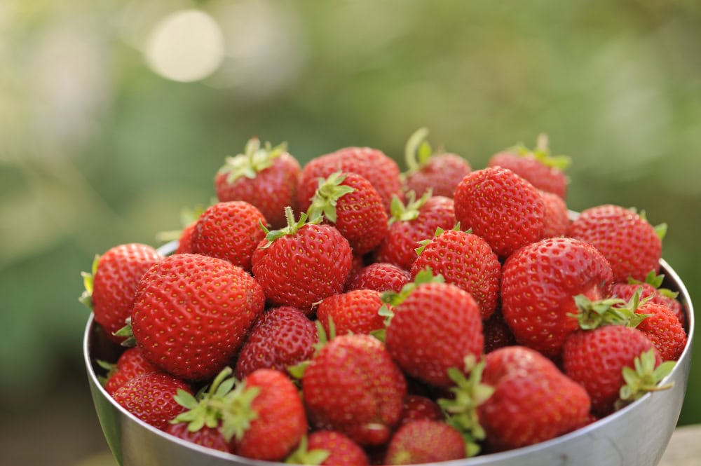 Honeoye variety strawberries in a bowl