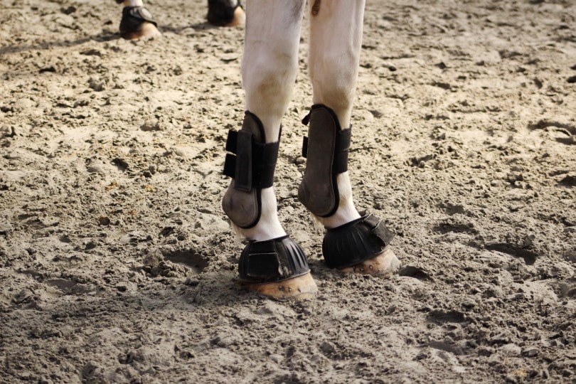 Horse Bell Boots
