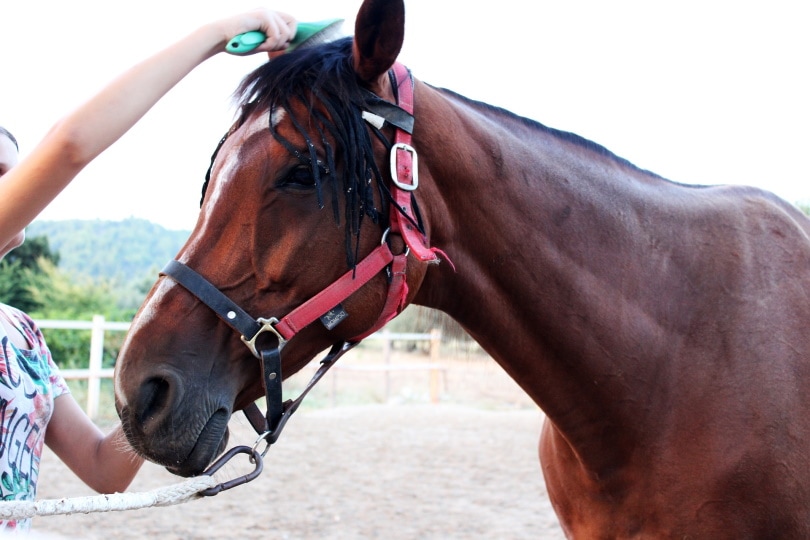 Horse comb_Asimina Nteliou_Pixabay