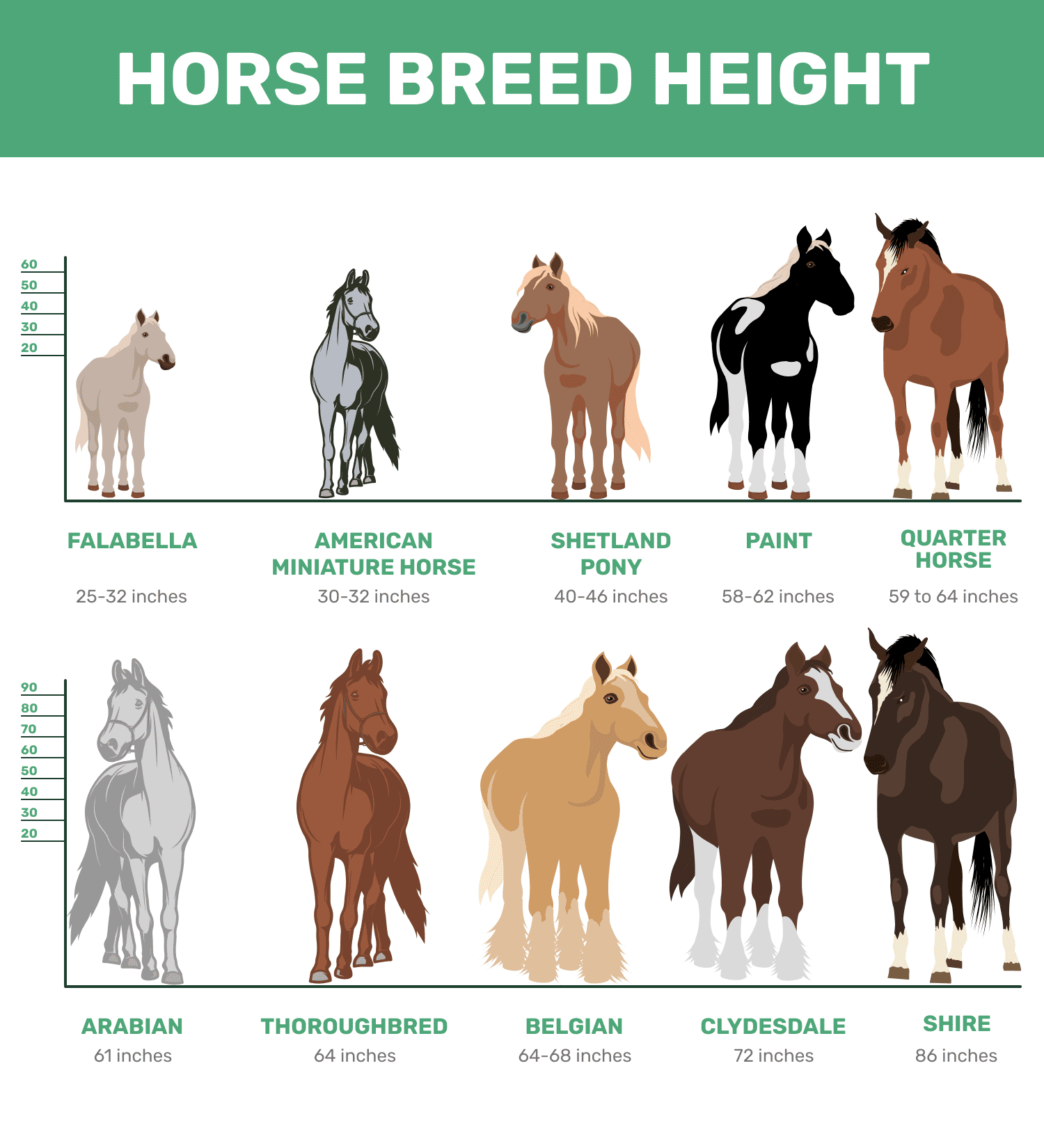 horse breed height