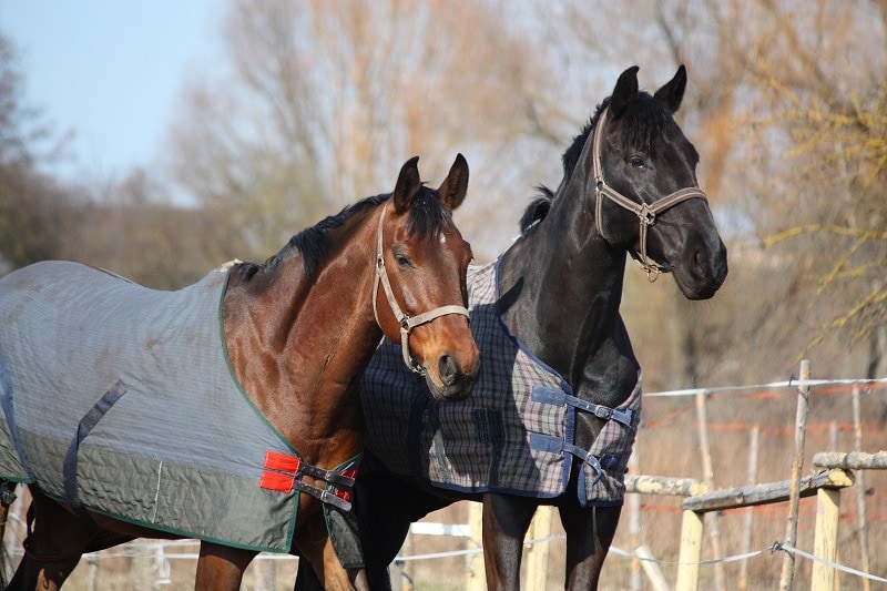 Horses with Blanket_Anastasija Popova