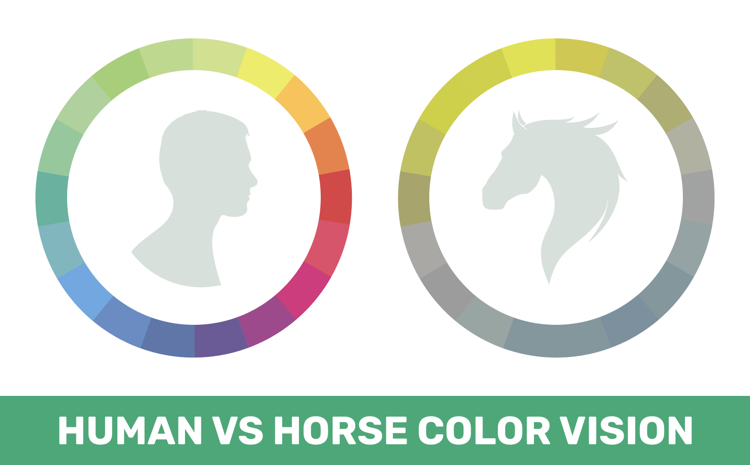 Do Horses See Colors or Are They Color Blind? Vet Approved Facts & FAQ PangoVet
