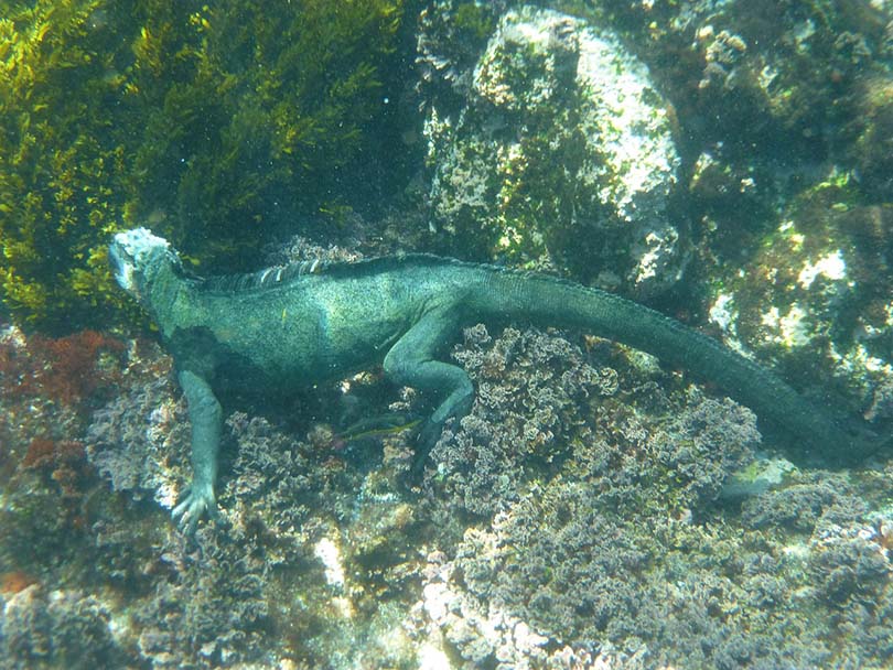 How Long Can Iguanas Stay Underwater? Can They Breathe Underwater