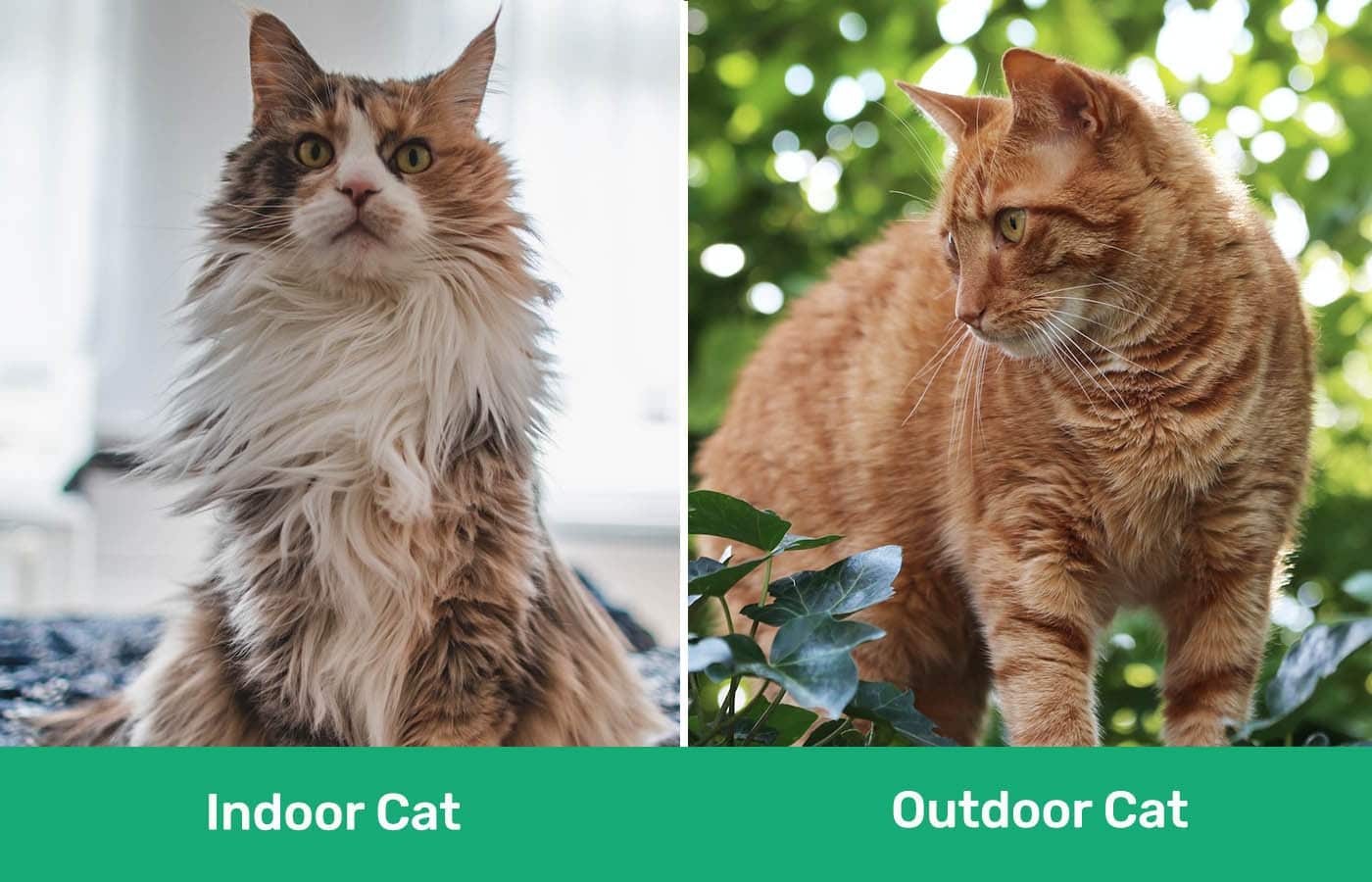 Indoor vs Outdoor Cats Pros & Cons Explained (With Pictures) PangoVet