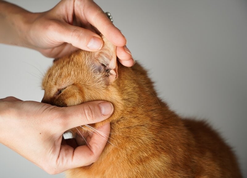 Ear Polyps In Cats Causes Signs And Treatments Vet Answer Pangovet