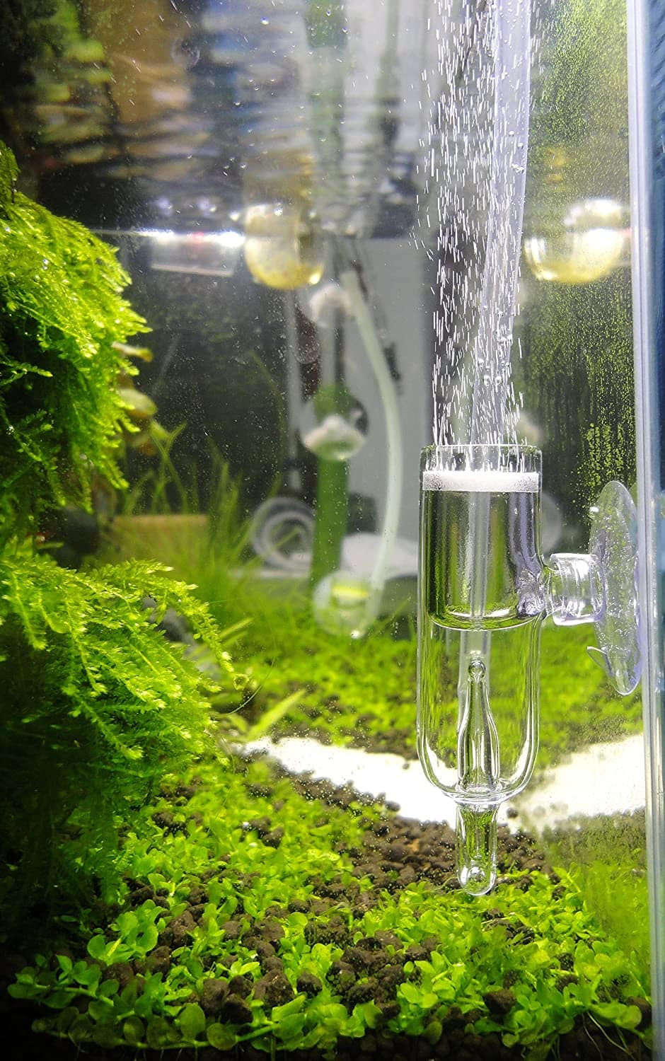 JARDLI Pollen Glass CO2 Diffuser inside aquarium