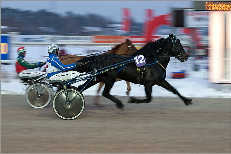 Scandinavian coldblood trotter horse competing in race