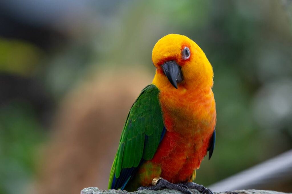 Why Do Sun Conures Bob Their Heads: Fascinating Insights Revealed