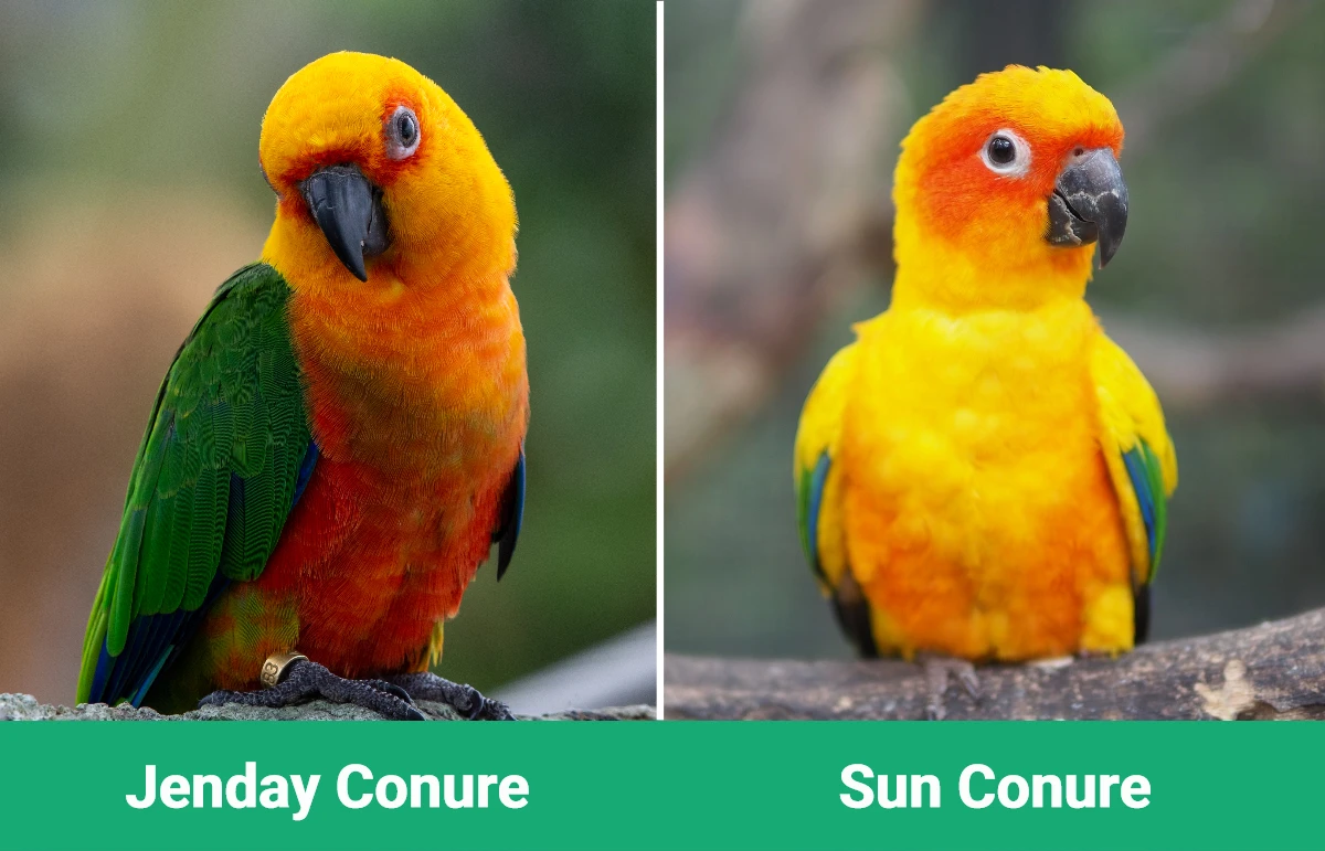 Jenday Conure vs Sun Conure: Key Differences (With Pictures) | PangoVet