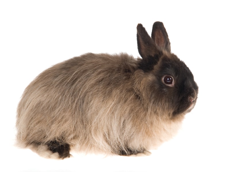 Jersey Wooly rabbit