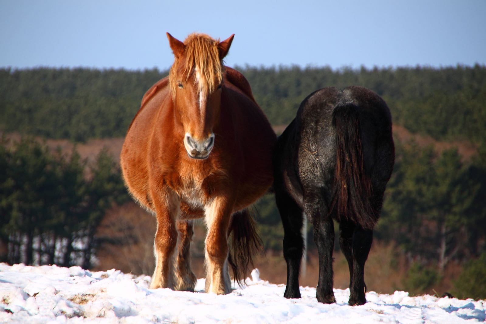 9 Japanese Horse Breeds (With Info & Pictures) | PangoVet