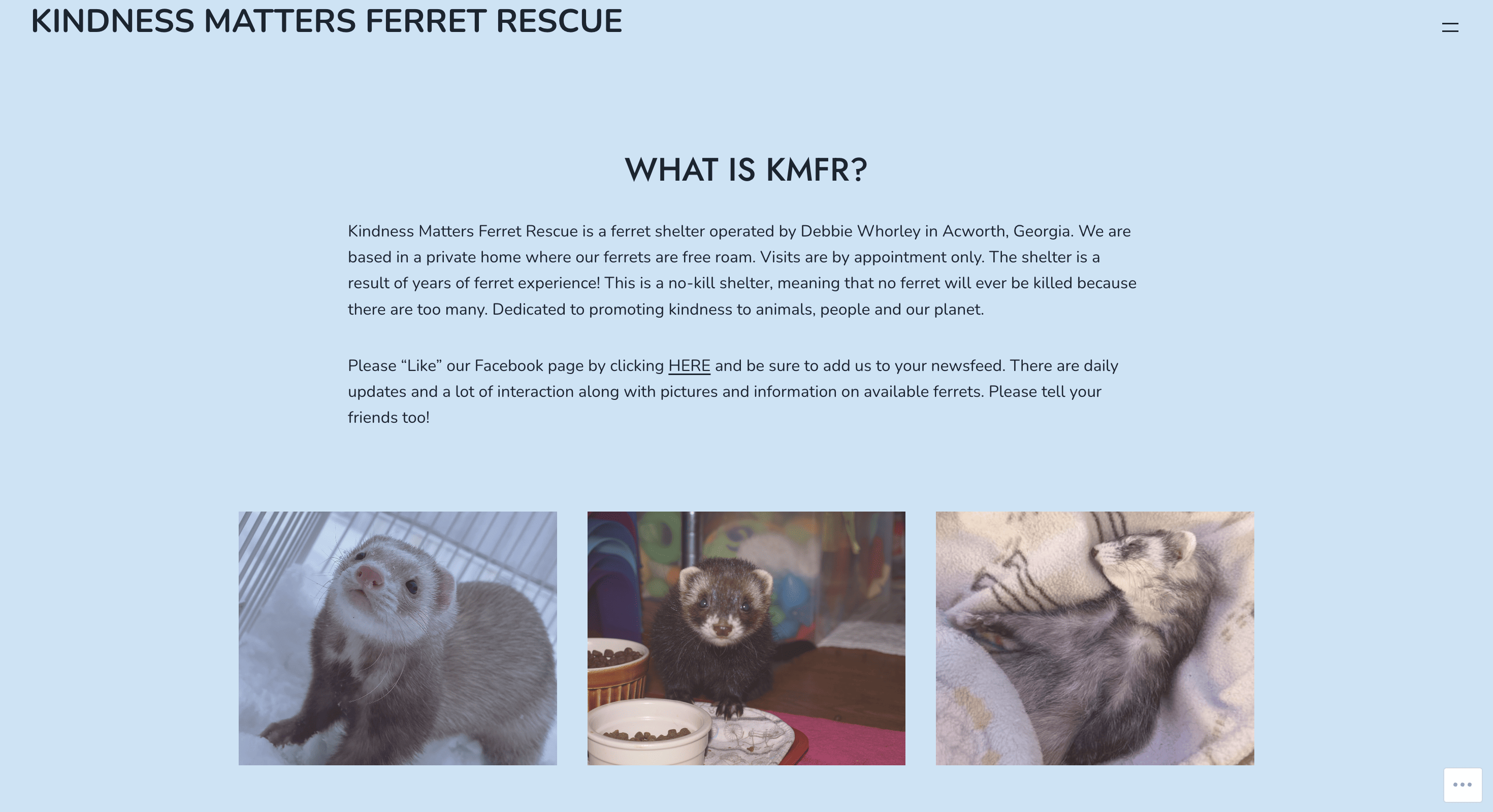 Where to Buy Ferrets in 2024 Adoption, Online & Retail Options PangoVet
