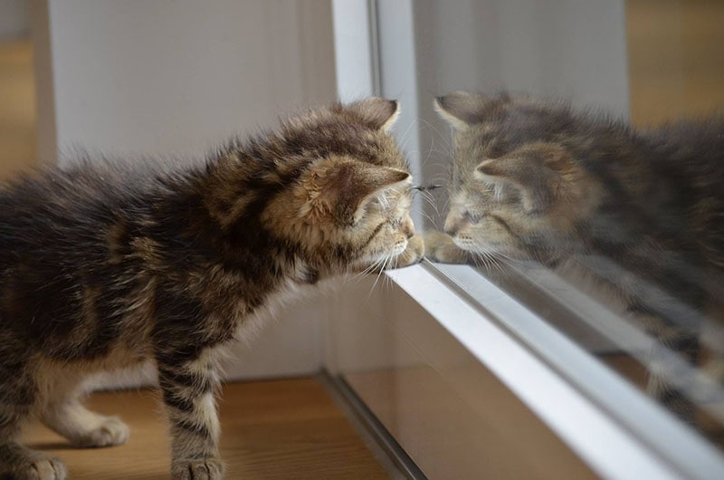 how-long-can-i-leave-my-kitten-home-alone-vet-reviewed-facts-pangovet