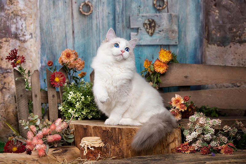 Kittens breed ragdoll in autumn background