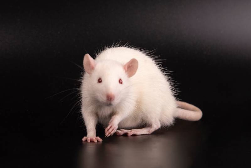 Laboratory white rat strain Sprague Dawley rats in the hands of the scientist