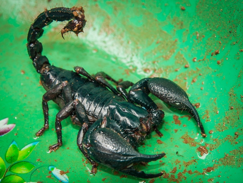 Large clawed scorpion