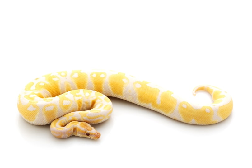 Lavender albino ball python