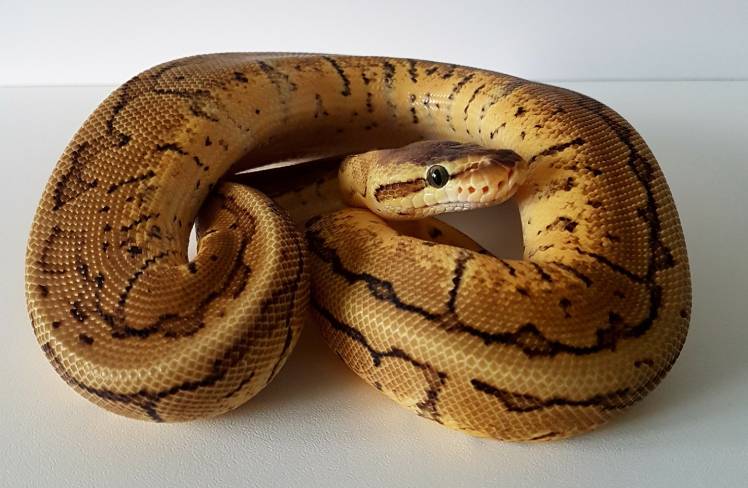 Lemon Blast Ball Python Morph: Info, Appearance, Pictures, & Care Guide ...