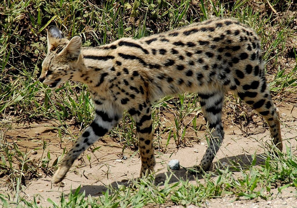 Leptailurus serval - Serengeti National Park, Tanzania