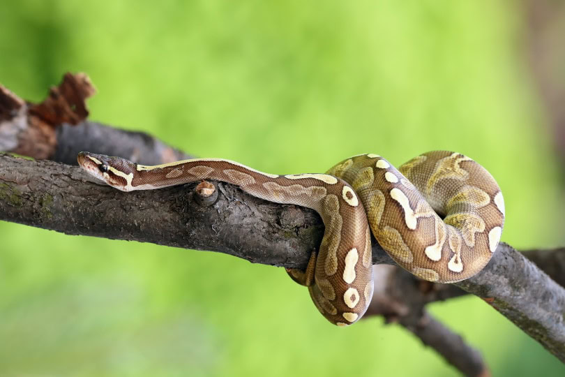 Are Ball Pythons Poisonous? All You Need To Know | PangoVet