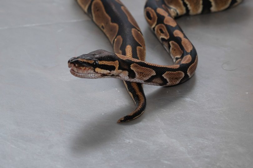 Lesser Ball Python Morph: Info, Pictures & Care Guide | PangoVet