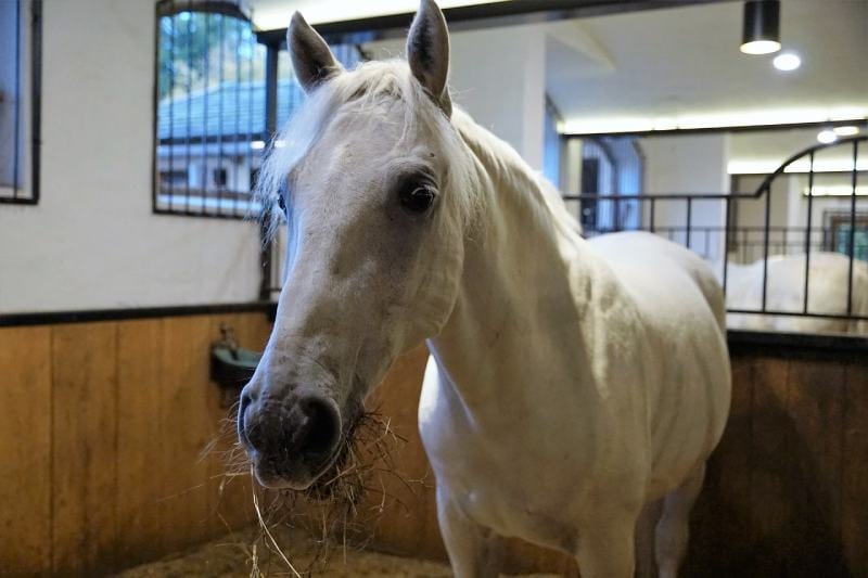 Lipizzaner Horse eating inside the stable