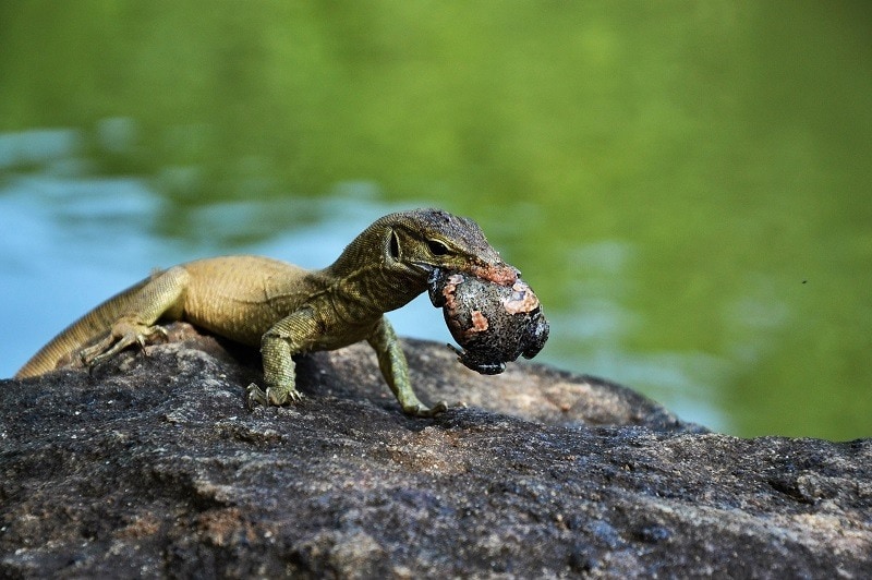 Lizard on rock eating