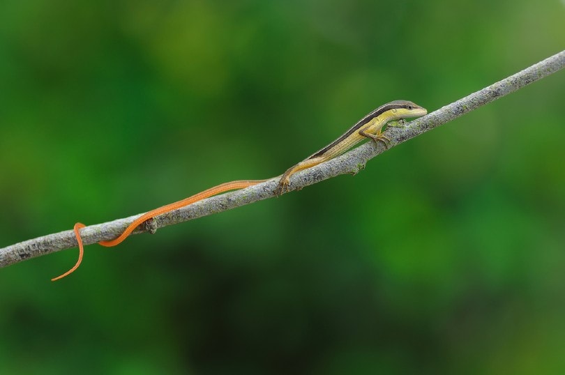 Long-Tailed Lizard
