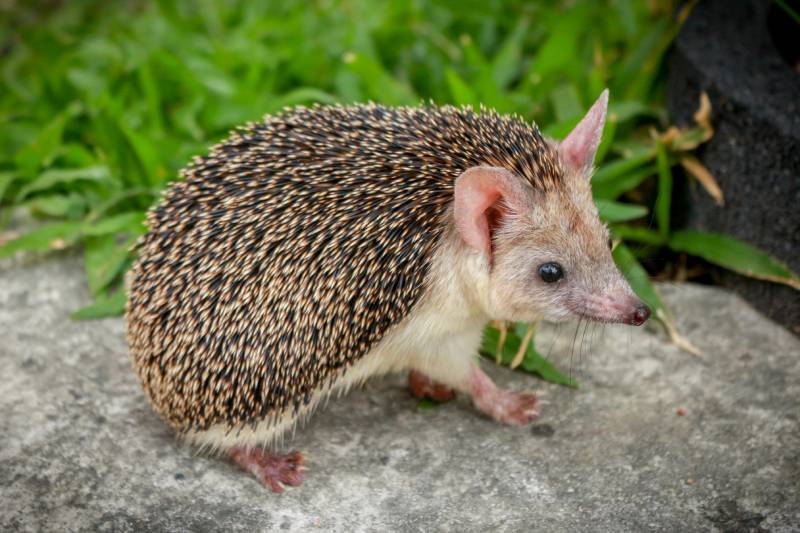 egyptian-long-eared-hedgehog-info-pictures-behavior-care-pangovet