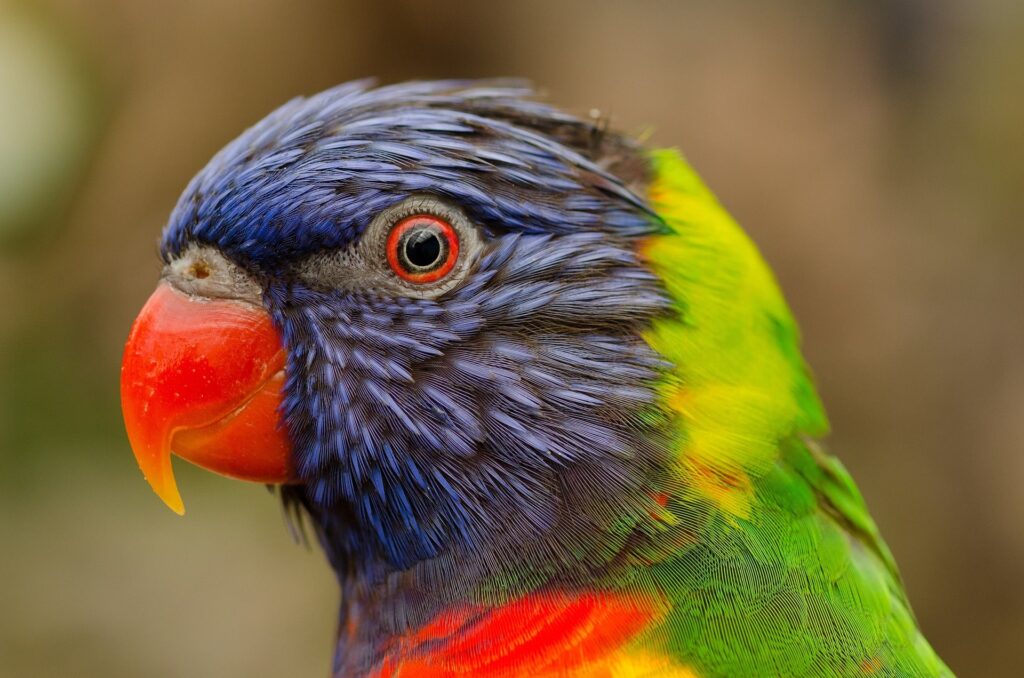 Do Lorikeets Make Great Pets? Everything You Need to Know | PangoVet