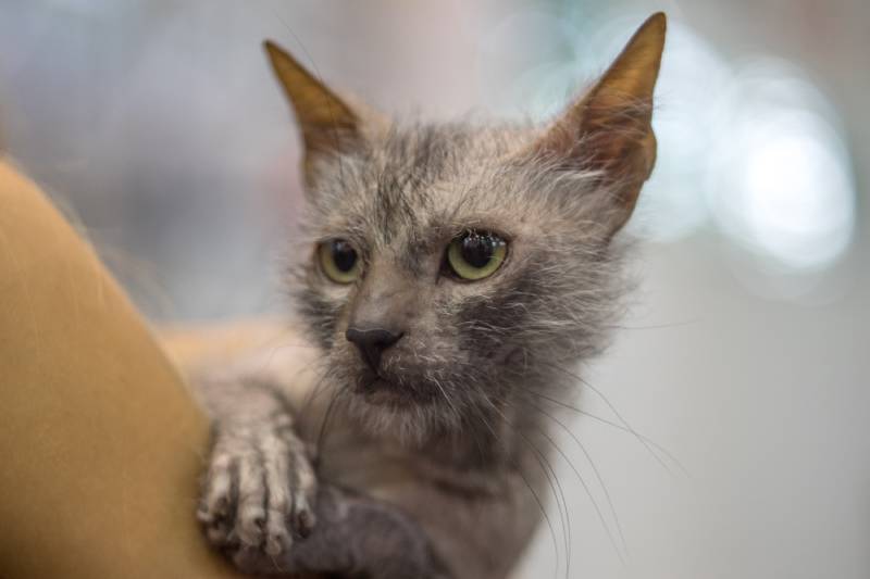 Lykoi Cat Price: How Much Do They Cost? 2025 Guide | PangoVet