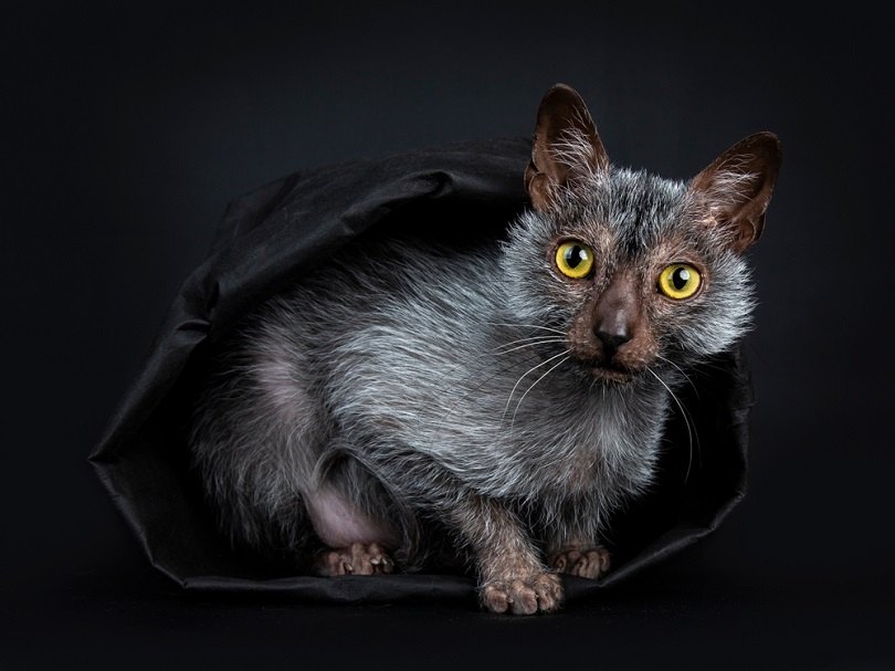 Lykoi (Wolf Cat) Breed: Info, Traits & Pictures | PangoVet