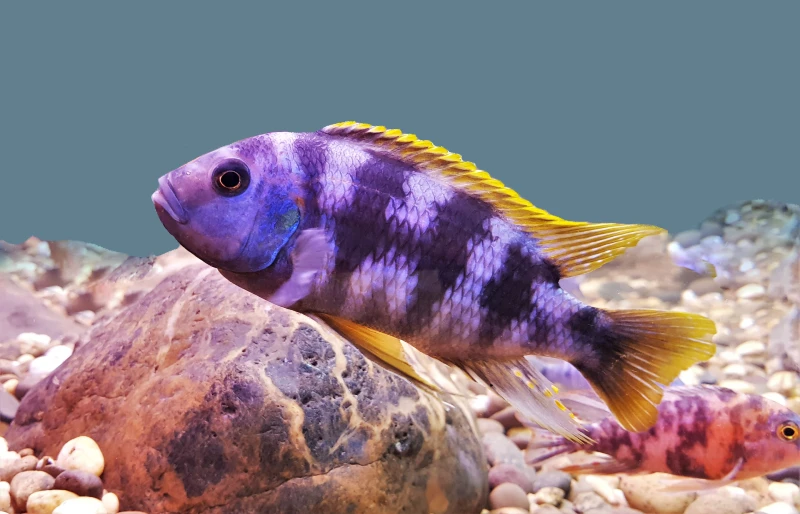 animal-world.com