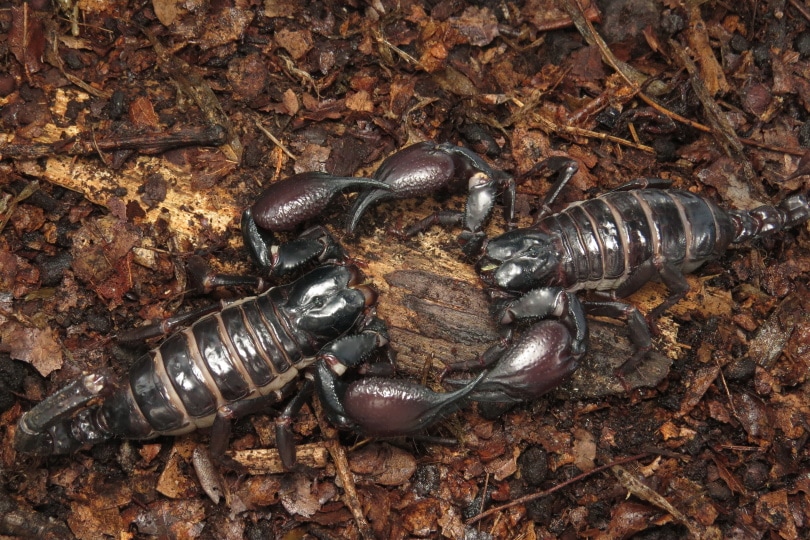 Malaysian black scorpion