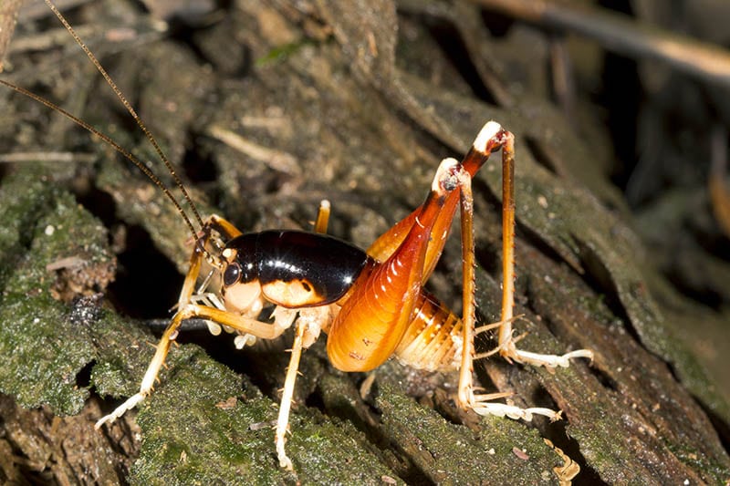 Male Camel cricket