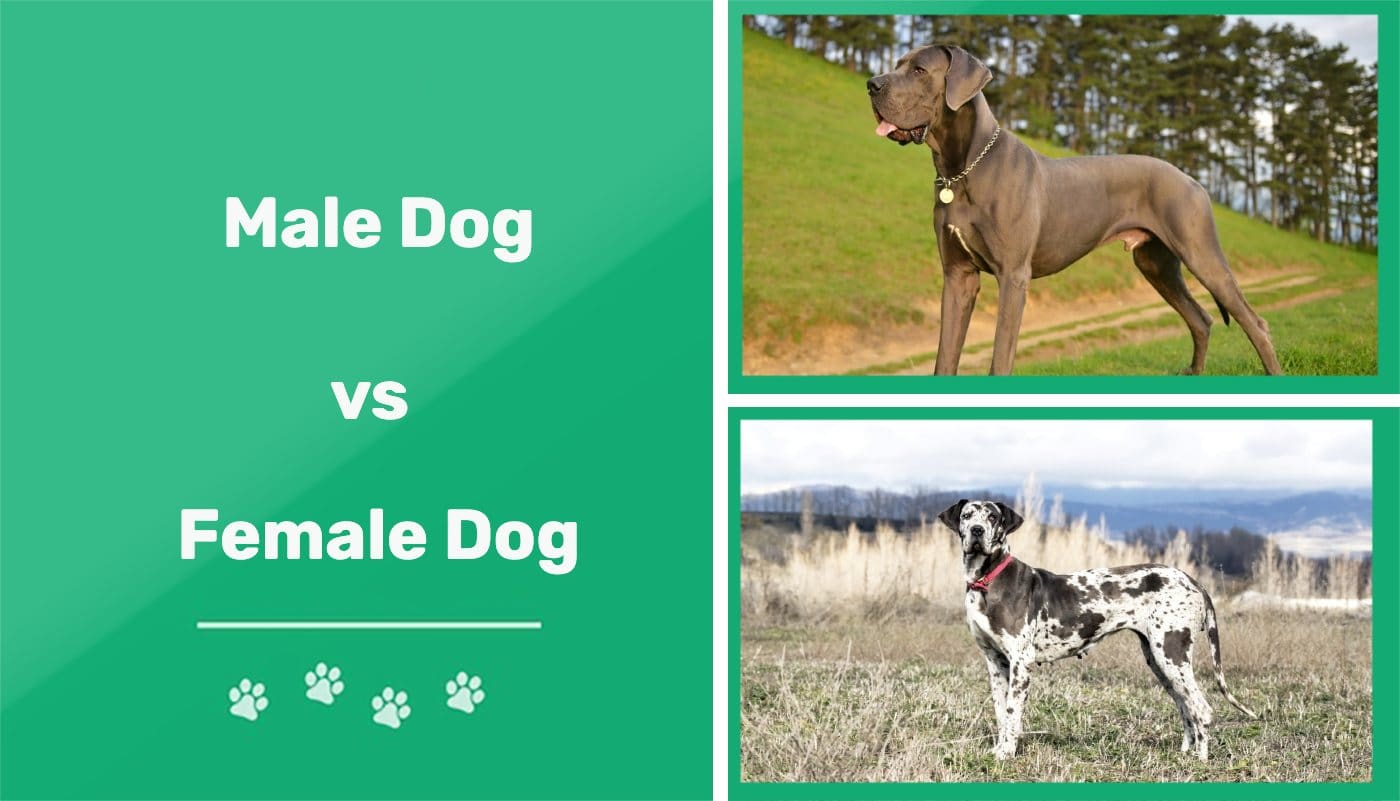 Male vs Female Dog: The Differences (With Pictures) | PangoVet