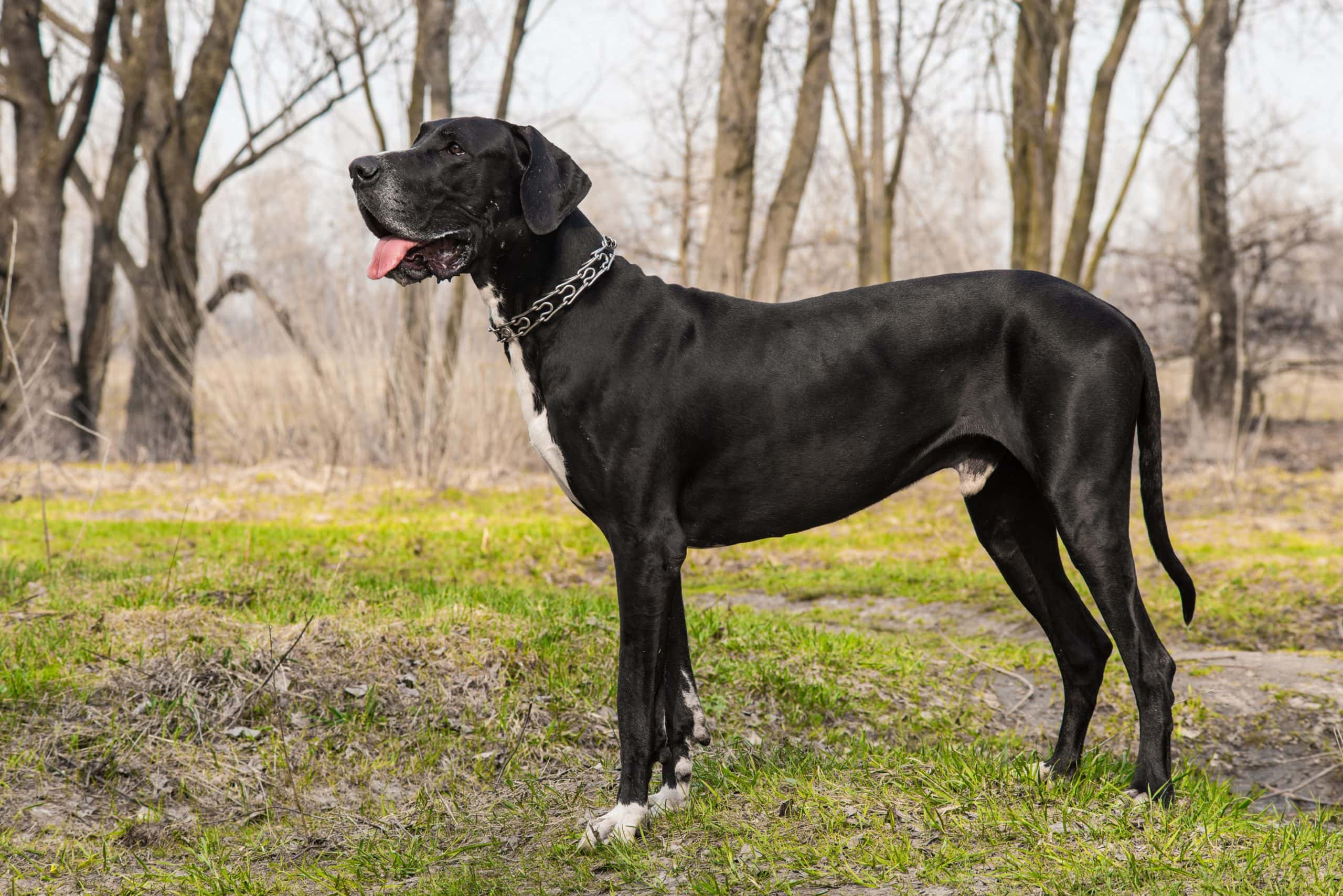 10 Best Dog Foods for Great Danes With Sensitive Stomachs in 2024