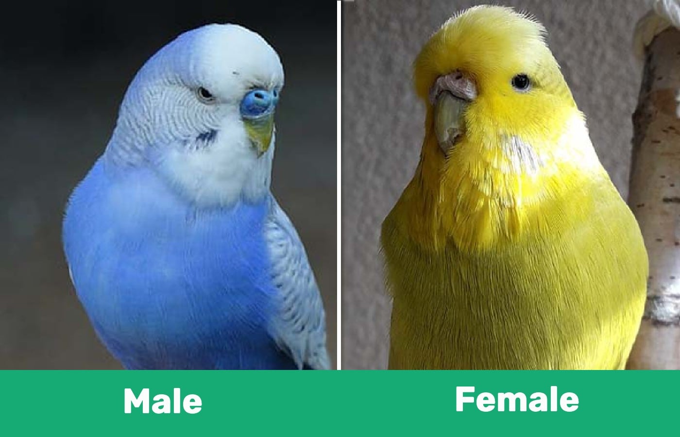 English Budgies & Parakeets: Info, Traits, Pictures & Care Guide | PangoVet