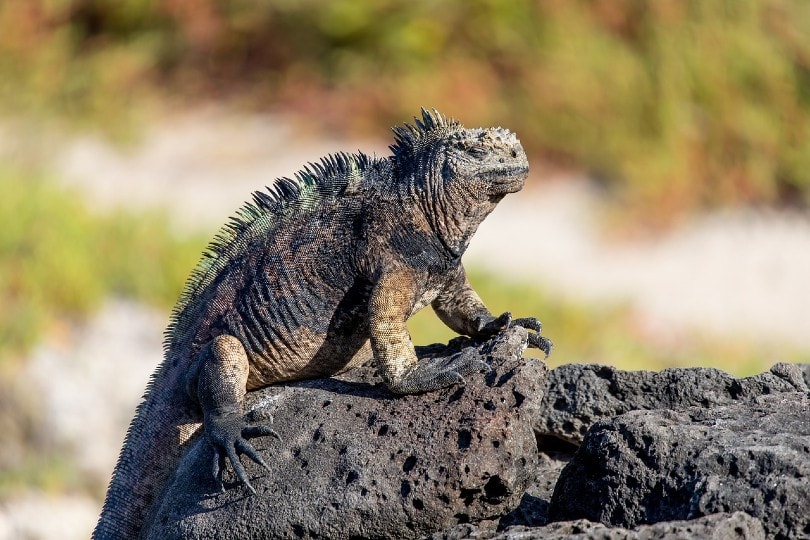 Are Iguanas Poisonous? What You Need to Know | PangoVet