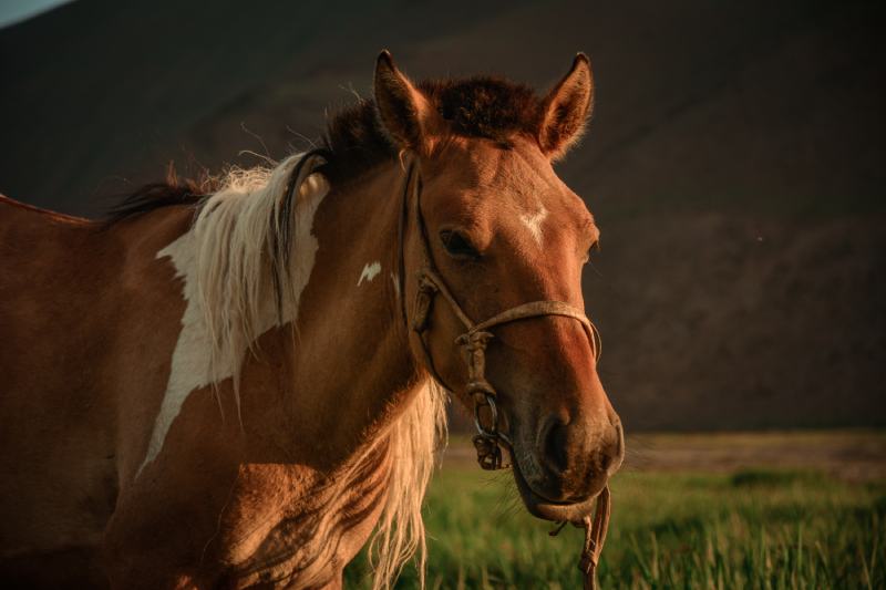 Mongolian horse face close up