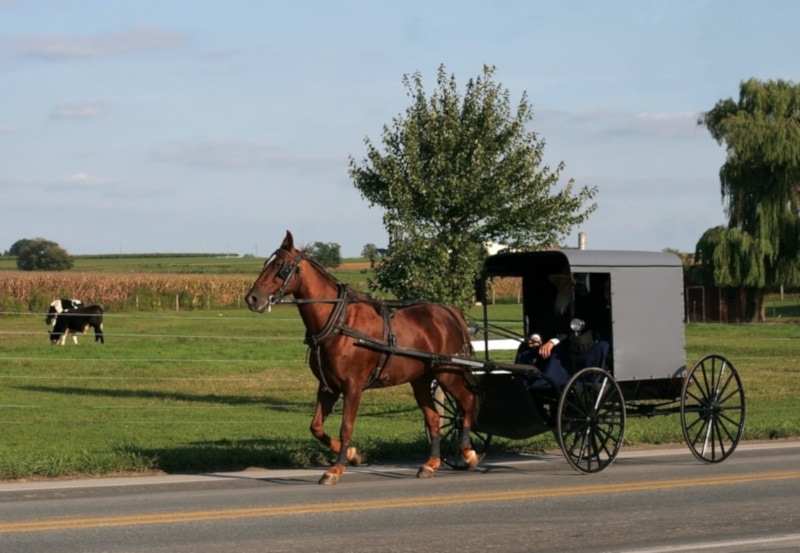 Morgan horse with carriage